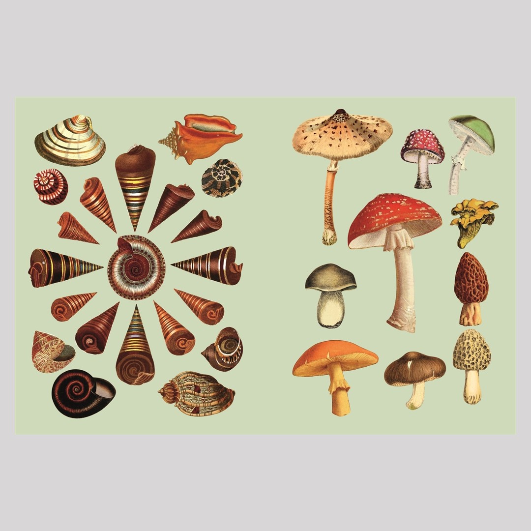 New Mags - The Antiquarian Sticker Book - image 8